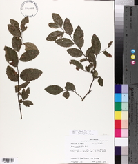 Ulmus crassifolia image