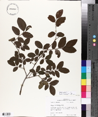 Ulmus crassifolia image