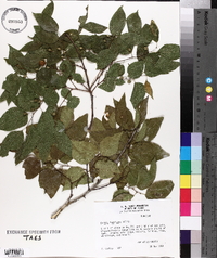 Celtis laevigata image