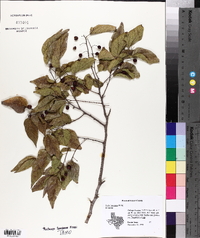 Celtis laevigata image