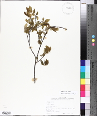 Ulmus alata image