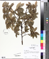 Ulmus alata image