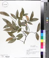 Ulmus alata image