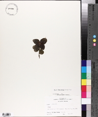 Pilea involucrata image