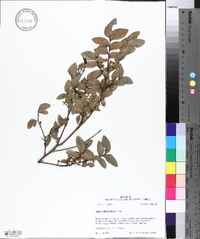 Ulmus crassifolia image