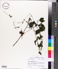 Urtica chamaedryoides image