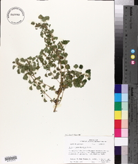 Urtica chamaedryoides image