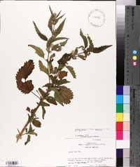 Urtica gracilis image