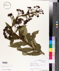 Clerodendrum indicum image