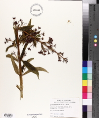 Clerodendrum indicum image