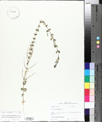 Aloysia gratissima image