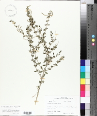 Aloysia gratissima image