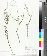 Aloysia gratissima image