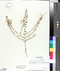 Aloysia gratissima image