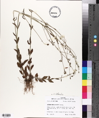 Verbena litoralis image