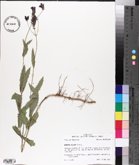 Verbena rigida image