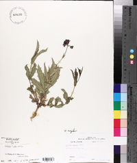 Verbena rigida image