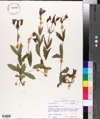 Verbena rigida image