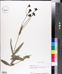 Verbena rigida image