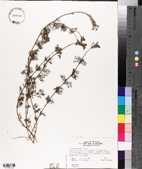 Glandularia pulchella image