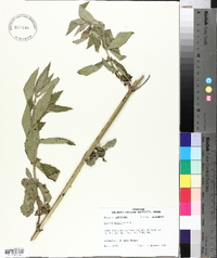 Verbena bonariensis image