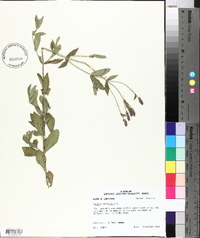 Verbena bonariensis image