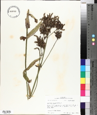 Verbena bonariensis image