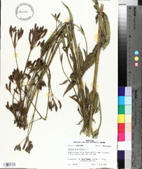 Verbena bonariensis image