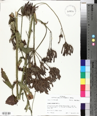 Verbena bonariensis image