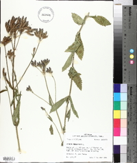 Verbena bonariensis image