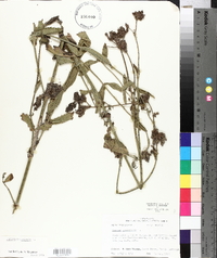 Verbena bonariensis image