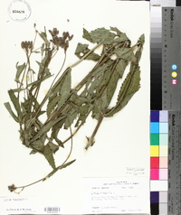 Verbena bonariensis image