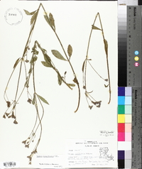 Verbena brasiliensis image