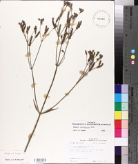 Verbena brasiliensis image