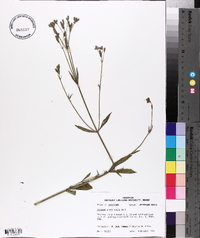 Verbena brasiliensis image