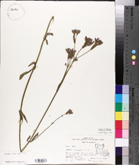 Verbena brasiliensis image