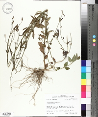 Verbena brasiliensis image