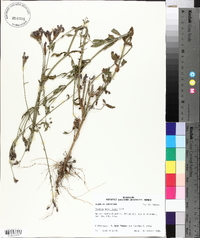 Verbena brasiliensis image