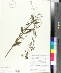 Verbena brasiliensis image