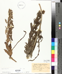 Verbena xutha image