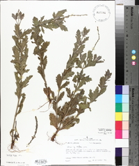 Verbena xutha image