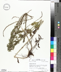 Verbena xutha image