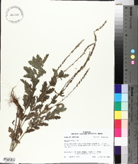 Verbena xutha image