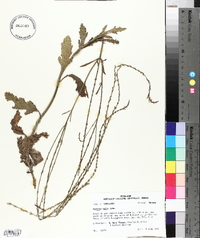 Verbena xutha image