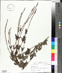 Verbena xutha image