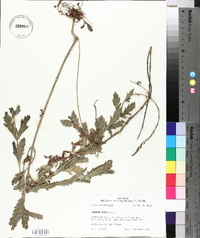 Verbena xutha image