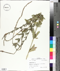 Verbena xutha image