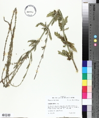 Verbena xutha image