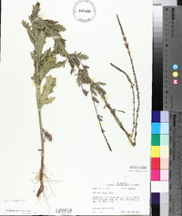 Verbena xutha image