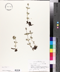 Verbena pumila image